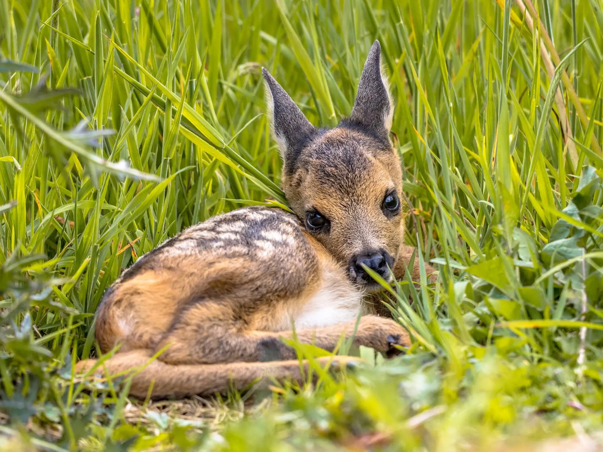 A Doxmandnál fontosnak tartjuk az állatok védelmét.