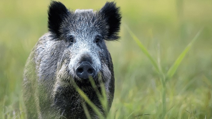 Az Egységes Mezőgazdasági Vadkárfelmérési Útmutató véget vet a vadkár körüli félreértéseknek