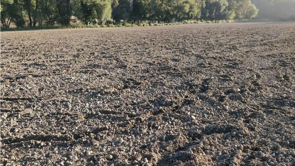 Így néz ki a tavaszi vadkár a földeken