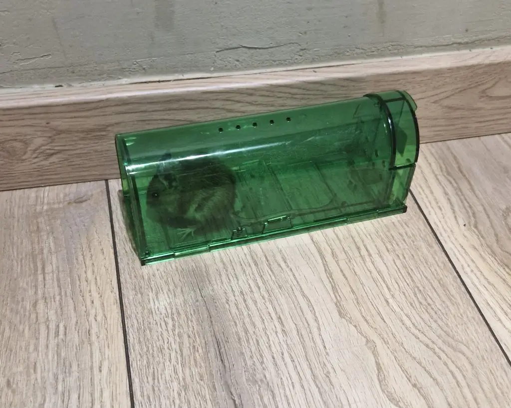 Image #1 from Rácz-Molnár Anita