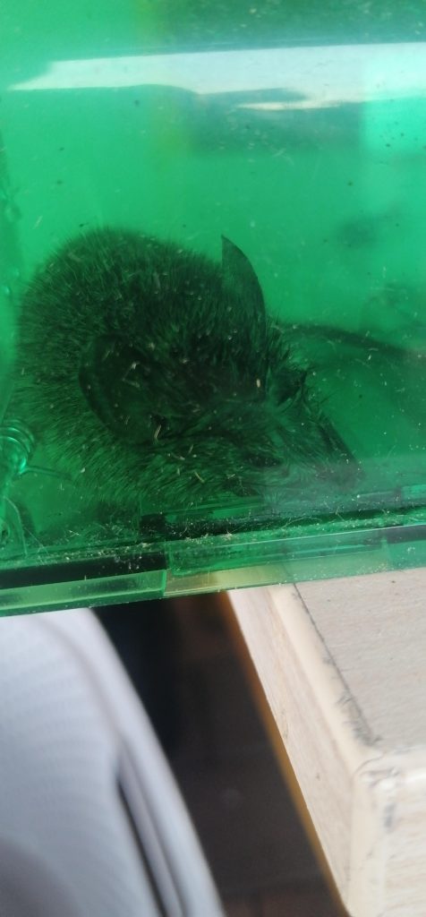 Image #1 from Zoltán M