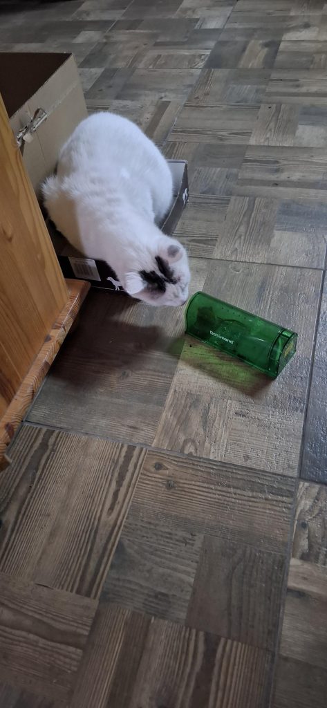 Image #3 from Gabriella I