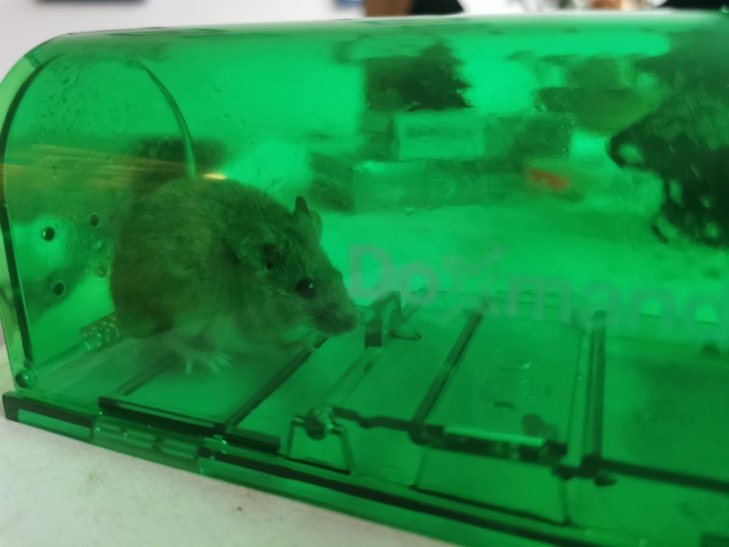 Image #1 from Meseudvar