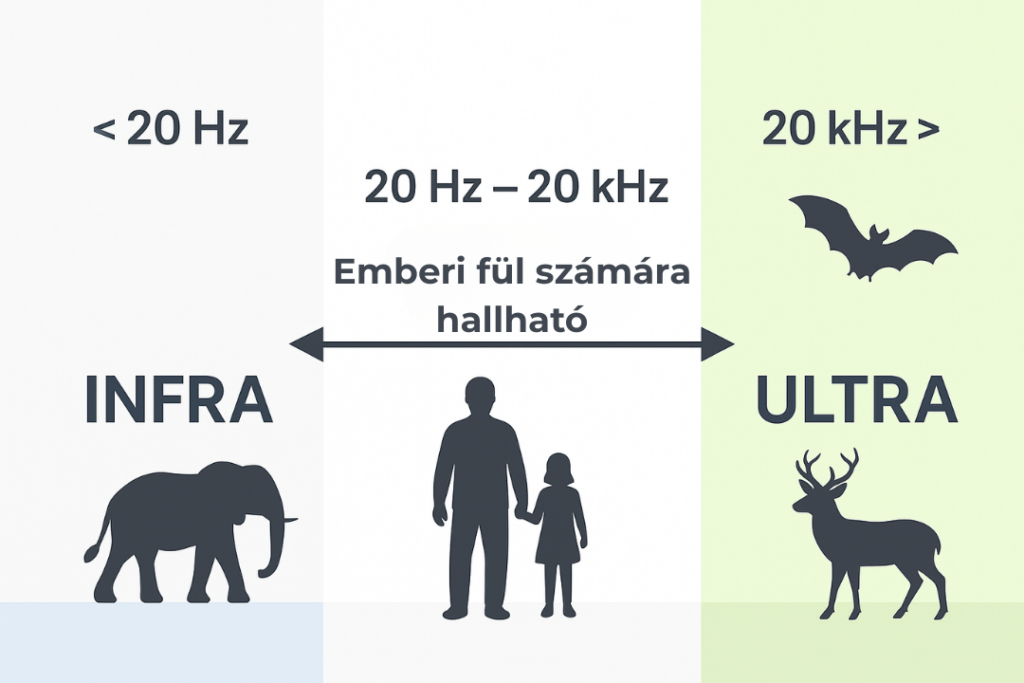 minden amit az ultrahangról tudni érdemes