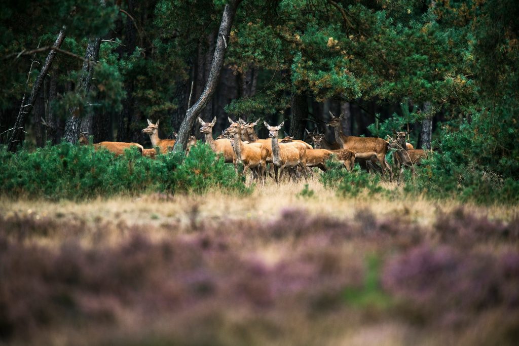 Gímszarvasok a gondozott erdőben - a magyar vadgazdálkodás eredménye