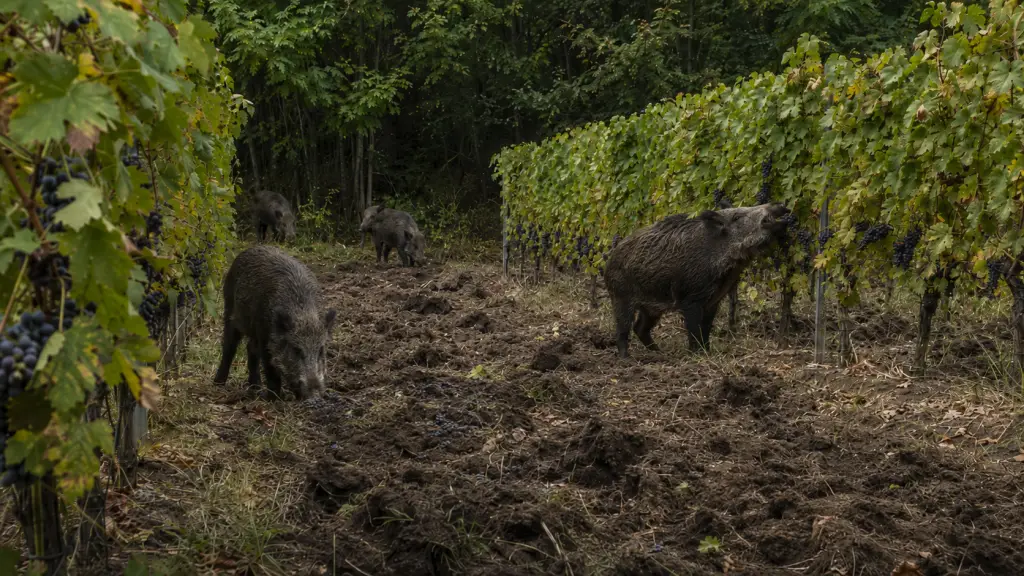 Vaddisznó leharapja a szőlőfürtöt